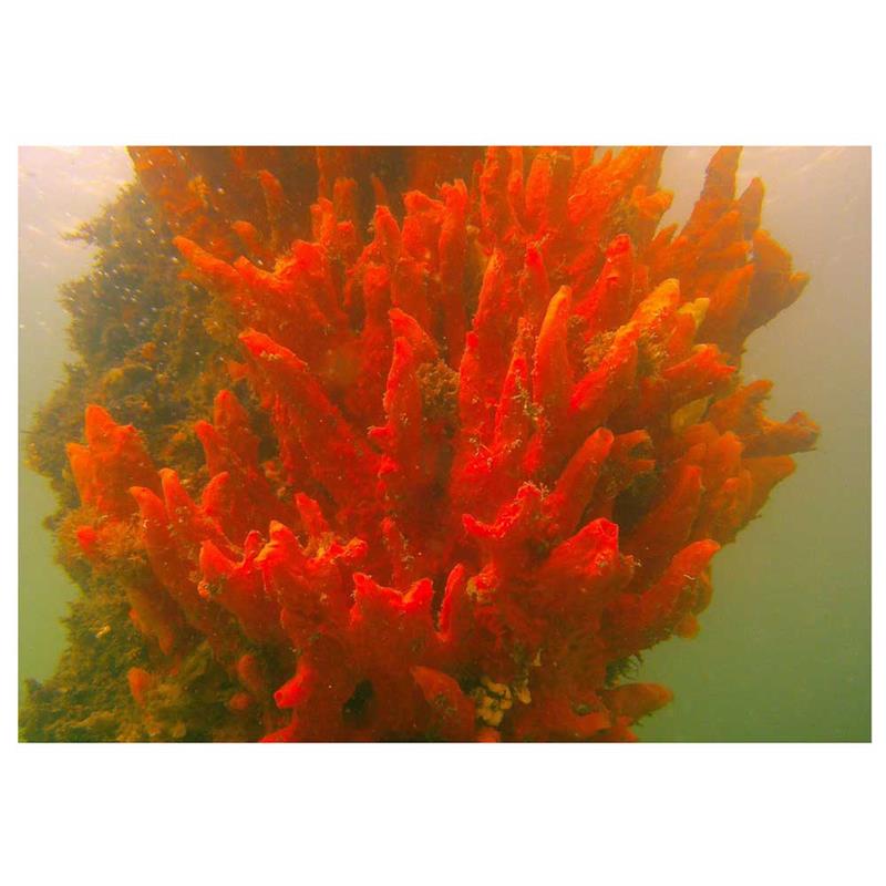 Red Ridge Sponge (Porifera sp.) - imagine 3